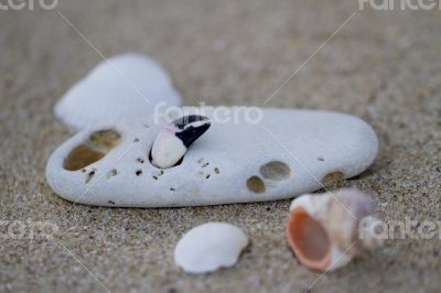 A stone with a hole and colorful seashells.