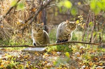 Two gray fluffy cats sits near the branches and leaves