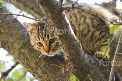 Gray fluffy cat sits on a tree among the branches and leaves