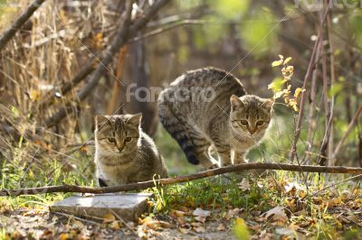 Two gray fluffy cats sits near the branches and leaves