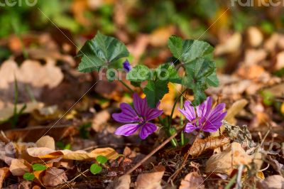 Delicate purple flower of autumn leaves.