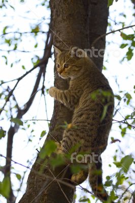 Gray fluffy cat sits on a tree among the branches and leaves