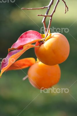 Persimmon fruit detail in vivid orange color on the tree branch