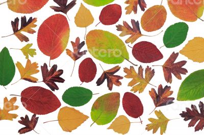 Autumn leaves with different trees on a white background.
