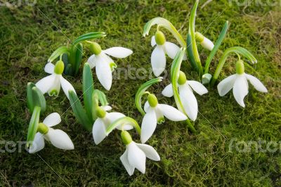 The first flowers - snowdrops on the background of green moss