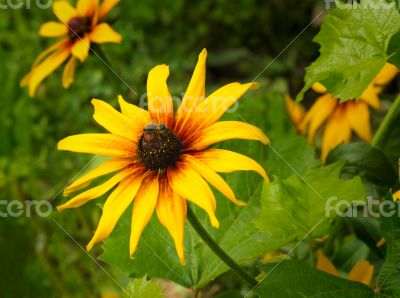 Bee gathers honey in the heart of the big yellow flower.