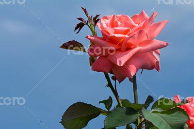 Beautiful blossoming rose against the blue sky.