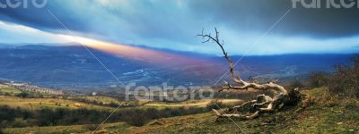 dramatic landscape with lonely dry tree