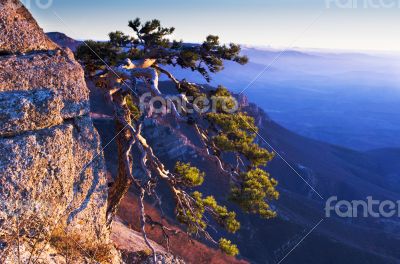 mountain pine in the background is Demerdji in the Crimea 