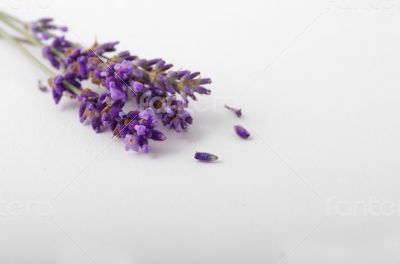 lavender flower on white background 