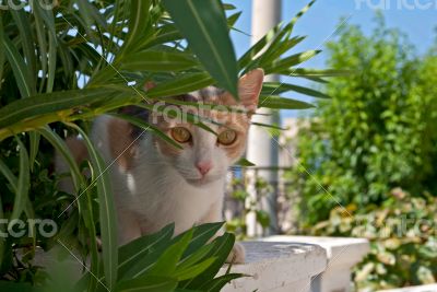 Ginger cat.