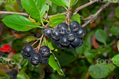 Black chokeberries.