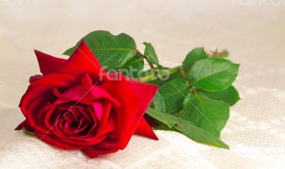 Flower red rose with the leaves on the background of white silk.