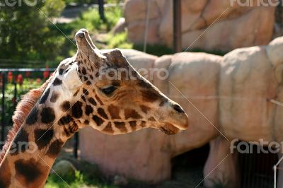 Baringo Giraffe
