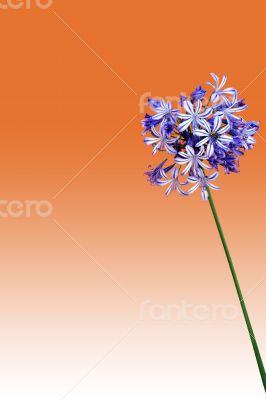 Agapanthus isolated