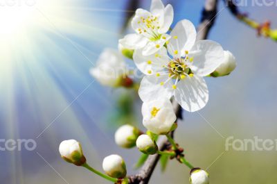cherry flower over natural background