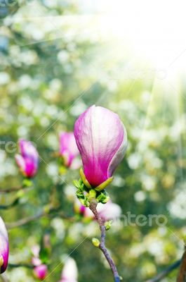 purple magnolia flowers on green background