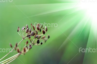 fennel seeds shallow focus in a garden 