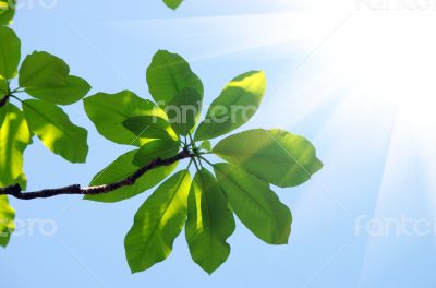 fresh leaves of magnolia against blue sky 
