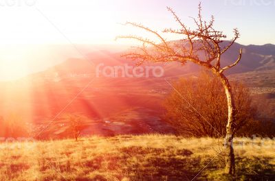pear in the background is Demerdji in the Crimea 