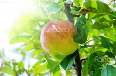 Apple of red on branch. Apple on natural background..