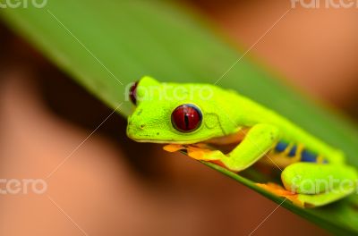 Red eyed tree frog