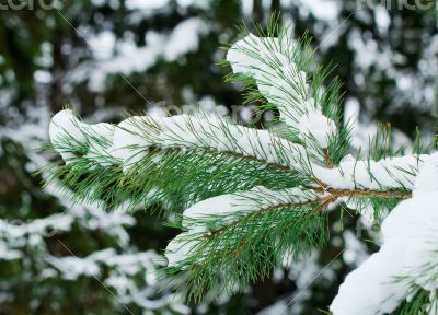 Pine branch, covered with snow.