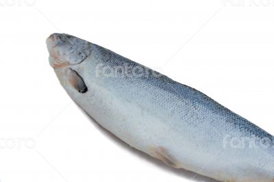 Big fish salmon on a white background.