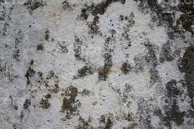 Spotted Gray Wall Spotted Gray Wall