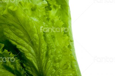 leaf lettuce close-up