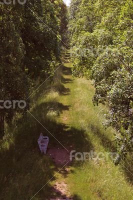 Forest road Forest road