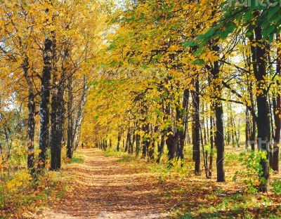 Autumn landscape