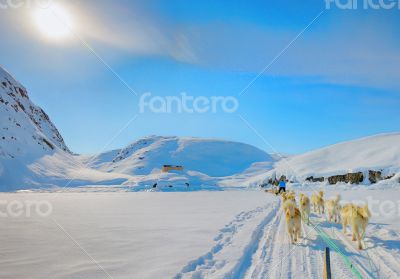 dog sledging in spring time in greenland