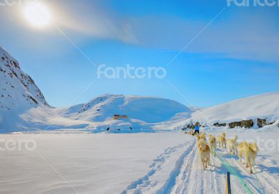 dog sledging in spring time in greenland dog sledging in spring time in greenland