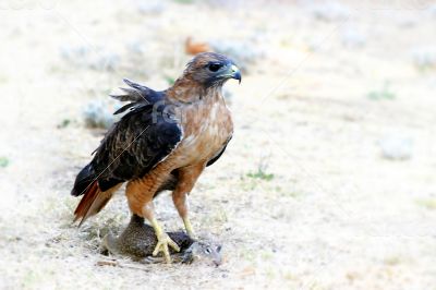 Hungry Red Teiled Hawk