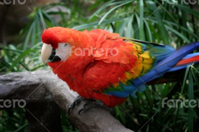 Scarlet Macaw