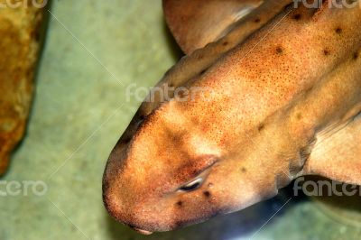 Horn Shark