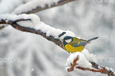 Blue Tit in the snow on a tree Blue Tit in the snow on a tree