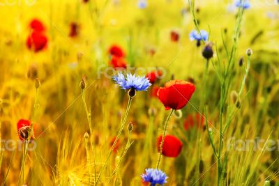 Poppies