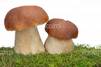 Two white fungus on the green grass. Presented on a white backgr