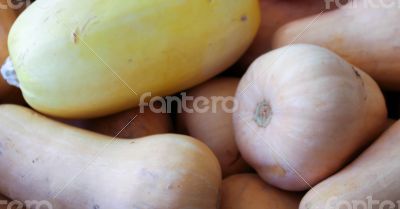 Butternut Squash