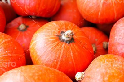 Red Kabocha Squash