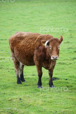 Grazing Cow