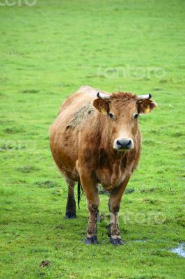 Grazing Cow