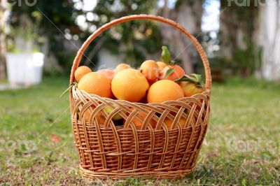 Basket full of exotic fruits