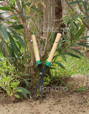 Hedge shears with beige color handles