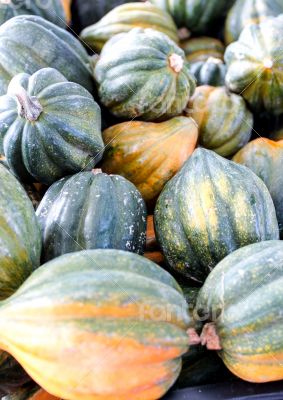 Acorn Squash