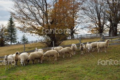 Group of Sheep