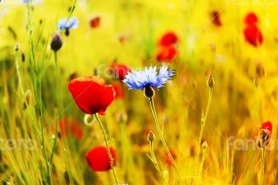 Poppies