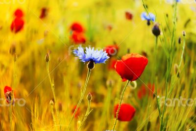 Poppies